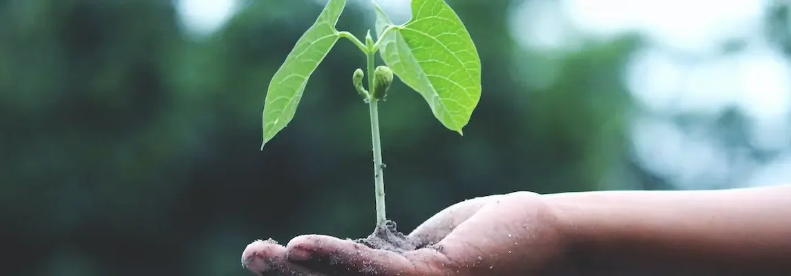 O Crescimento Profissional Dependente de Quê?
